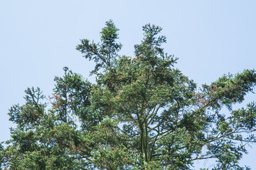 old tree Picea abies with cones