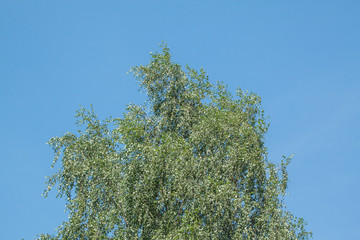white birch, Betula pendula and blue sky