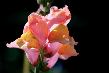 Detailed macro shot of colourful orange and pink  snapdragon (Antirrhinum majus) flowers
