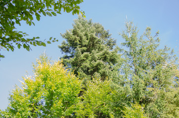 Obraz premium nature