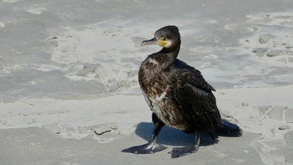 Kormoran, Seevogel am Nordsee Strand