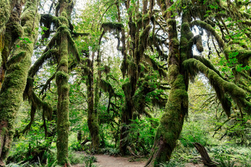 Fototapeta premium Hall of mosses trees on the Olympic Peninsula