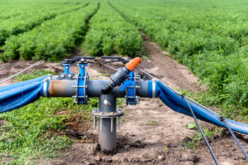 Drip irrigation system. Water saving drip irrigation system being used in a young carrot field.