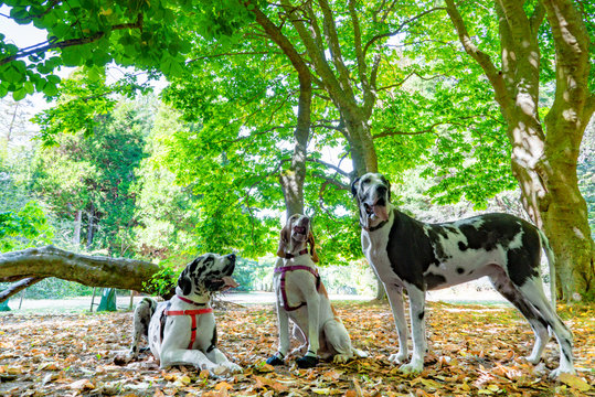 Autumn leaves with great dane dogs at park.