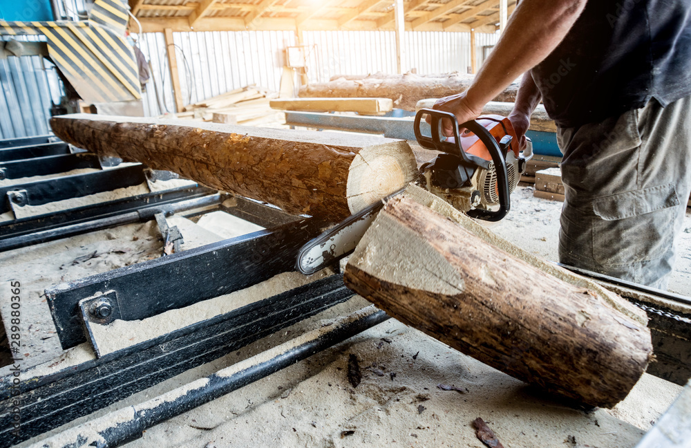 Wall mural Woodcutter cutting tree with chainsaw on sawmill. Modern sawmill. Industry sawing boards from logs.