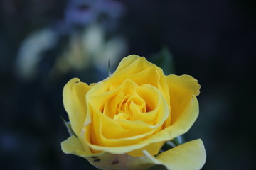 Yellow Rose