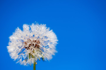 dew drops on dandelion early morning macro