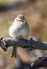 Chipping Sparrow