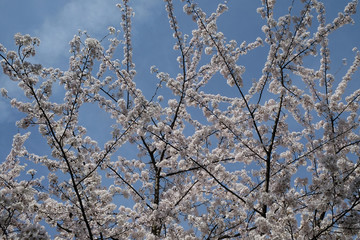 Close up of fruit flowers in the earliest springtime