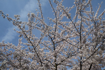Close up of fruit flowers in the earliest springtime