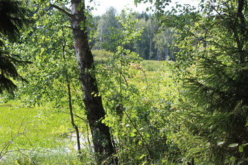 Fototapeta premium Forest and river