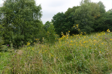 Obraz premium MouGreen lawn grass landscape in the caucasus mountains near kislowodsk, august 2019, raw original picture
