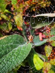 spider on web