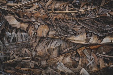 Dried banana leaves - background
