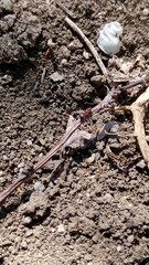 ants