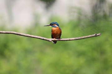 Eisvogel auf Ast sitzend