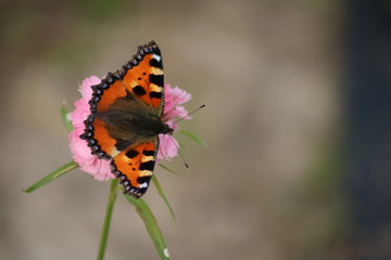Kleiner Fuchs