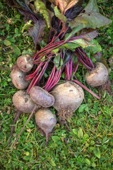 Photo on top of beets on garden beds at summer