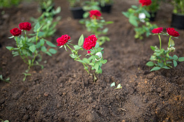 Photo of seedlings of roses in garden on summer