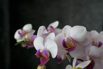 macro view of a beautiful white orchid on dark background. phalaenopsis orchid