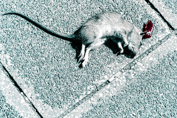 tote Ratte auf der Straße