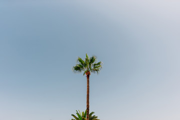 Postcard from Tenerife