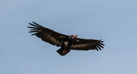 Red Headed Vulture flying in sly