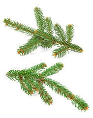 Two twig of Christmas tree isolated on a white background