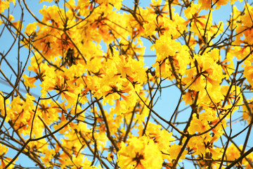 Naklejka na ściany i meble Blossom Dwarf Golden Trumpe flowers with blue sky. Tabebuia chrysotricha flowers