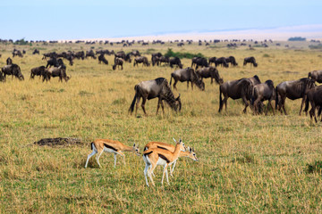 Impalas and wildebeast in the Masai Mara National Park