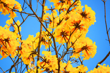 Blossom Dwarf Golden Trumpe flowers with blue sky. Tabebuia chrysotricha flowers