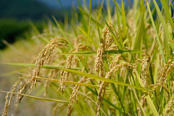 Ears of rice in the harvest season