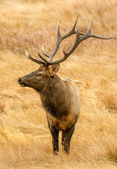 Majestic Elk