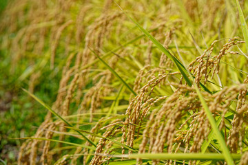 Ears of rice in the harvest season