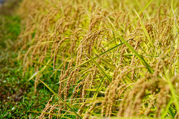 Ears of rice in the harvest season