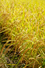 Ears of rice in the harvest season