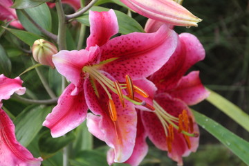 Lily In Bloom, U of A Botanic Gardens, Devon, Alberta