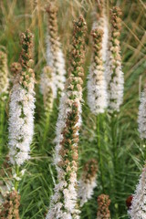 White Blooms In The Garden, U of A Botanic Gardens, Devon, Alberta