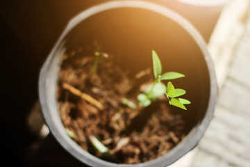 Seedling Small vegetables plant Growing in black pot with sunlight in garden. Young new life Concept