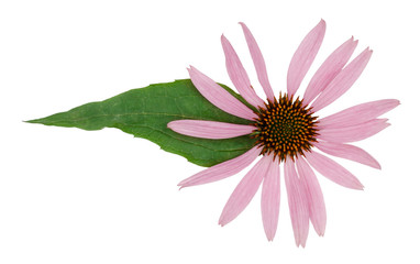 Echinacea flowers isolated on white, top view