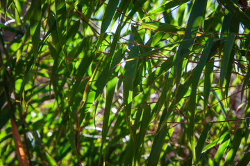 Fargesia bamboo in the Japanese garden by the creek