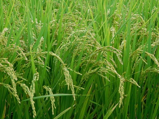 垂れ下がる稲穂