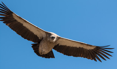 Himalayan Griffon Vulture in flight