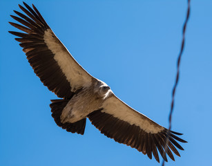 Himalayan Griffon Vulture in flight