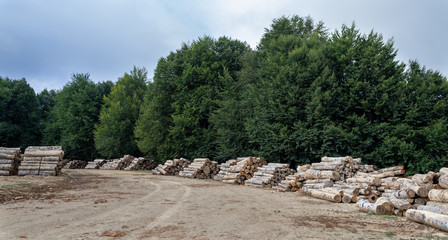 Trees cut in the forest. Tree stumps stacked. Destruction of forests