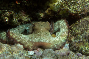 Common octopus in Adriatic Sea near Krk Island