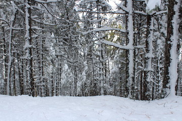 snow covered pine trees