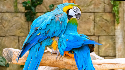 A parrot feeds another. Couple blue yellow macaw. Arara. Ararauna