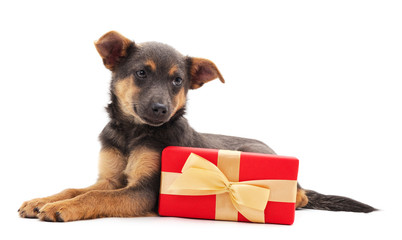 One little dog with a gift.