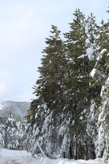 snow covered pine trees